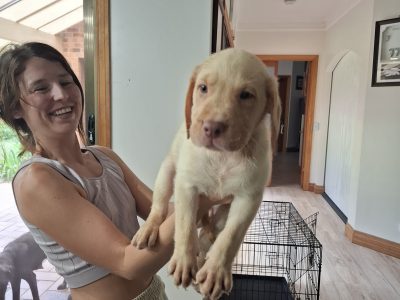 Labrador Retriever – Rocksberg