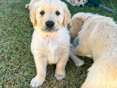 Golden Retriever – Junortoun