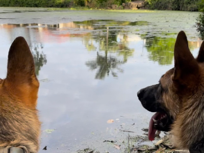 German Shepherd – Kuraby