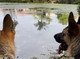 German Shepherd – Kuraby