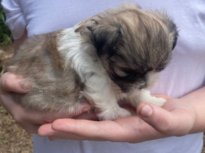 Maltese Shih Tzu – Gympie