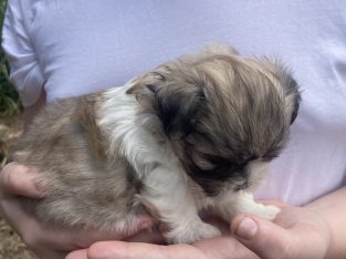 Maltese Shih Tzu – Gympie