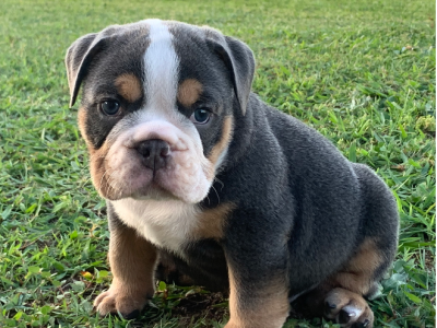 British Bulldog – Macksville