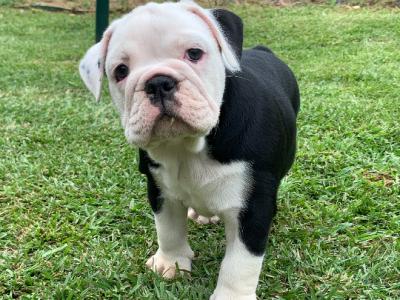 British Bulldog – Macksville