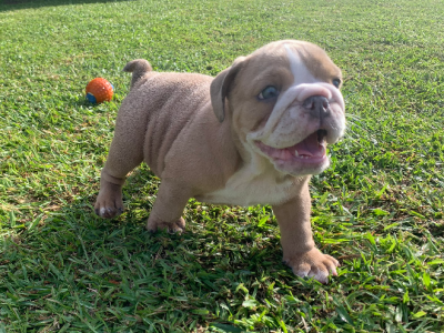 British Bulldog – Macksville