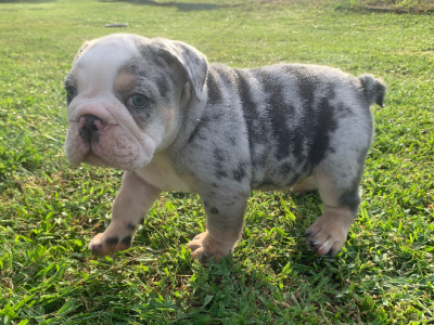 British Bulldog – Macksville