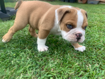 British Bulldog – Macksville