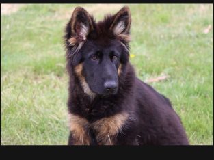 German Shepherd – Black Hills