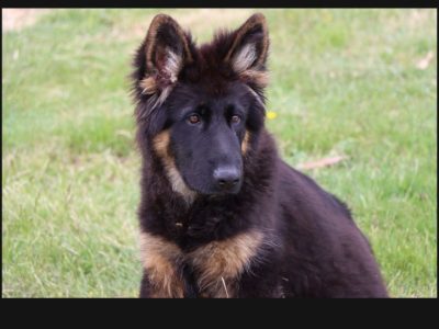 German Shepherd – Black Hills