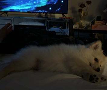 Pomeranian – Southport