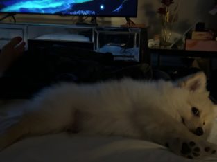 Pomeranian – Southport