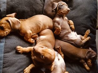 Dachshund – Springvale