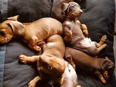 Dachshund – Springvale