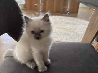 Ragdoll – Torquay