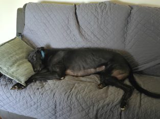 Greyhound – Bundaberg Central