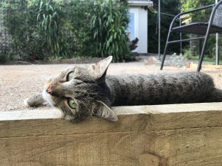 Domestic Short Hair (DSH) – West Pymble