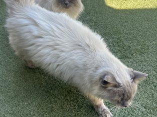 Cats – Craigieburn