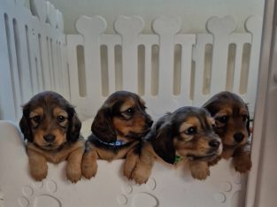 Dachshund – Geelong