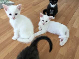 Turkish Angora – Green Valley