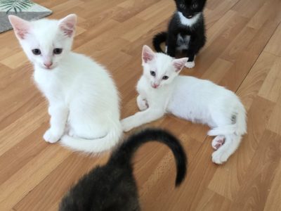 Turkish Angora – Green Valley