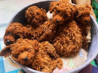 Toy Poodle – Perth