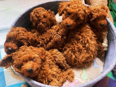 Toy Poodle – Perth