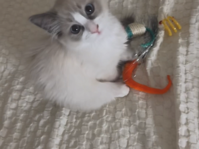 Cats – Torrensville