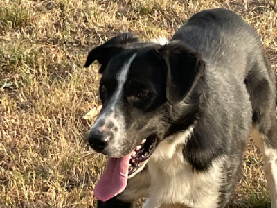 Border Collie – Carngham
