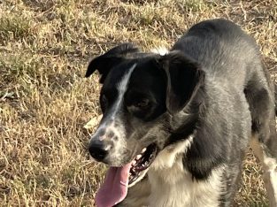 Border Collie – Carngham
