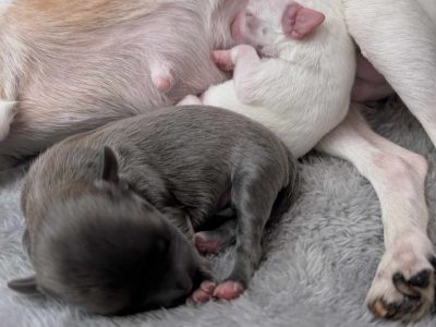 Chihuahua – Arno Bay