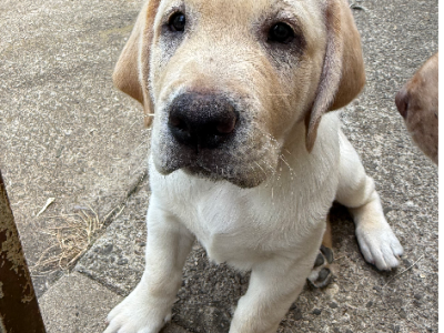 Labrador Retriever – Batlow