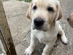 Labrador Retriever – Batlow