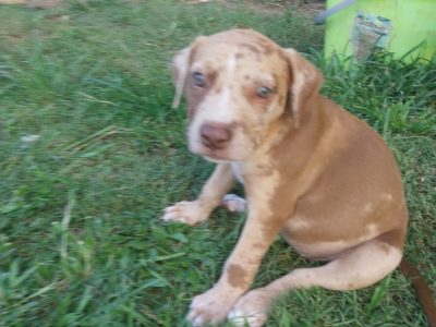 American Staffordshire Bull Terrier – Morayfield