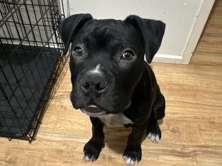 American Staffordshire Bull Terrier – Saint Marys