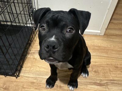 American Staffordshire Bull Terrier – Saint Marys