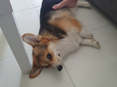 Corgi – Port Kennedy