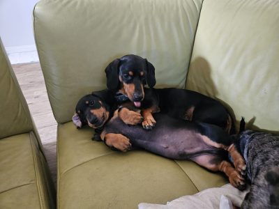 Miniature Dachshund – Ipswich