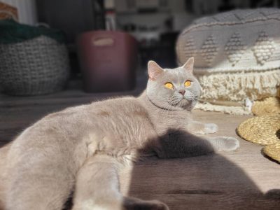 British Shorthair – Tamborine Mountain