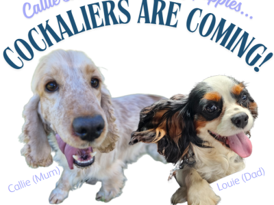 Other Dogs – Tarragindi