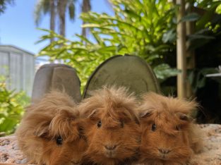 Guinea Pig – Brighton
