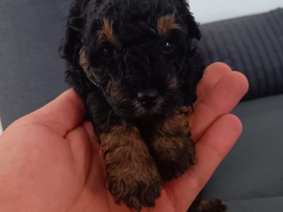 Poodle Mini – Aintree