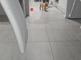 Shar Pei – Cameron Park