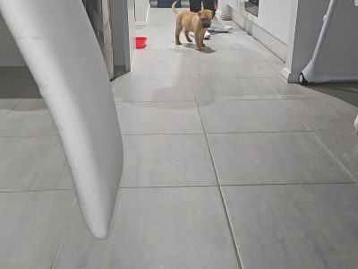 Shar Pei – Cameron Park