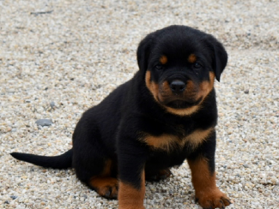 Rottweiler – Berwick