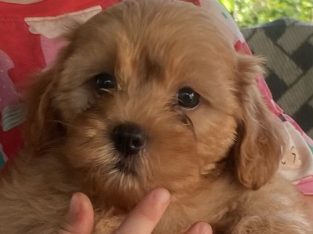 Dogs – Howard Springs