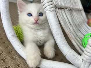 Ragdoll – Gold Coast