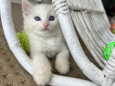 Ragdoll – Gold Coast