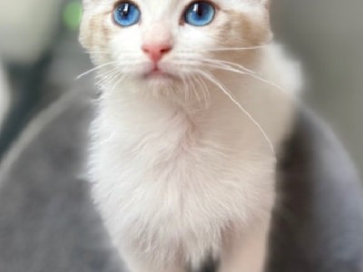 Ragdoll – Gold Coast