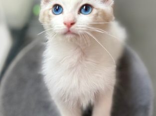 Ragdoll – Gold Coast