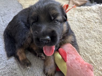 German Shepherd – Beechboro